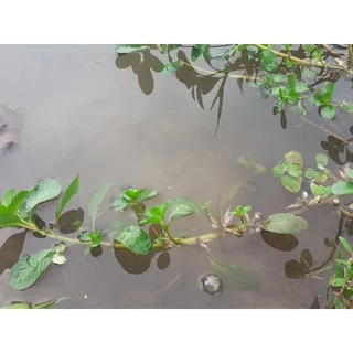 cây thủy long, cây dừa nước/cây thủy sinh lọc nước/ bể cá .