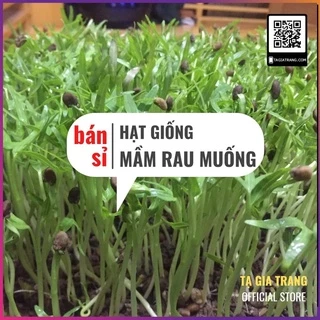 [Bán sỉ] - Hạt giống rau mầm rau muống