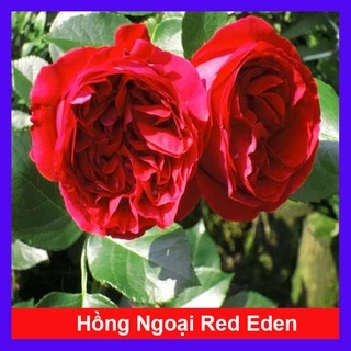 Hồng ngoại red eden (hồng leo) - cây cảnh sân vườn