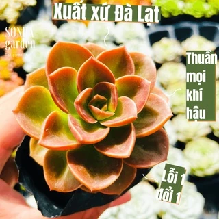 Sen đá nhật nguyệt SONDA GARDEN size bé 5-8cm, cây cảnh trang trí nhà cửa, lỗi 1 đổi 1