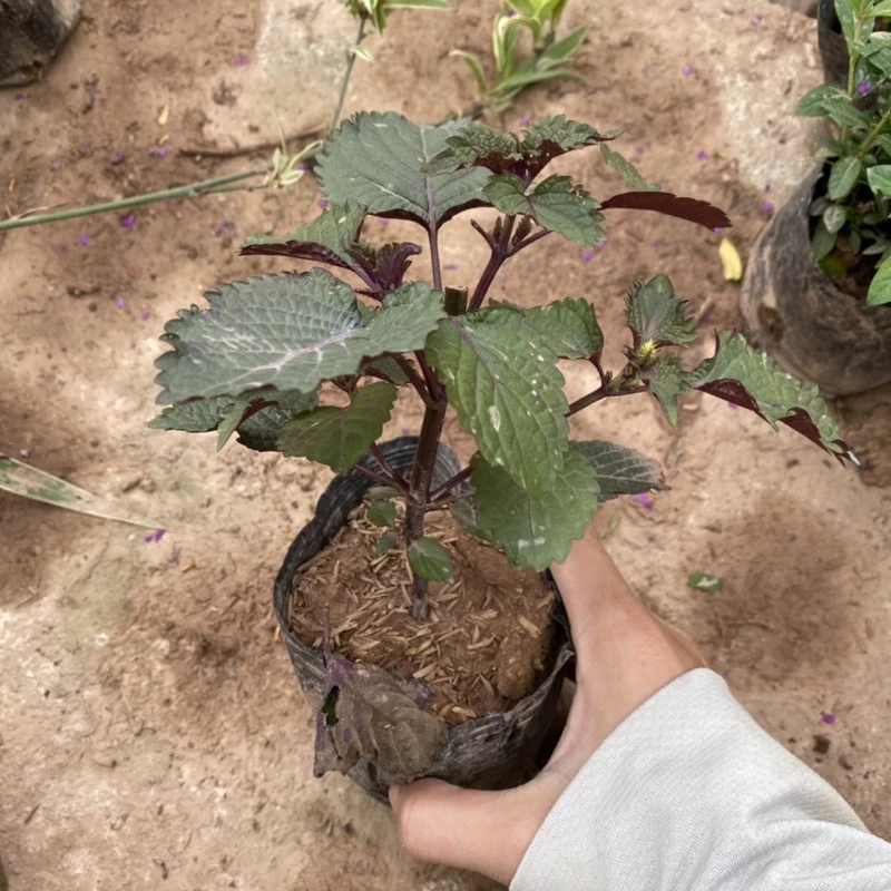 [ Ship Bắc Trung] Cây rau tía tô trồv trong bịch đen được dùng làm gia vị trong các món ăn (Ảnh thật)