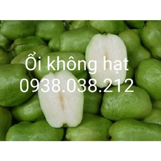 CÂY ỔI KHÔNG HẠT