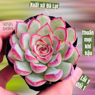 Sen đá viền hồng SONDA GARDEN size bé 5-8cm, cây cảnh trang trí nhà cửa, lỗi 1 đổi 1