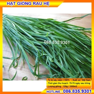 [Chính hãng] HẠT GIỐNG RAU HẸ CHẤT LƯỢNG CAO, GIỐNG CHUẨN NẢY MẦM NHANH