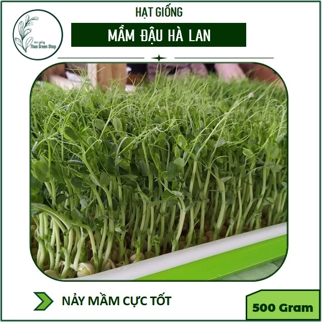 Hạt giống Rau Mầm Đậu Hà Lan - 500gr