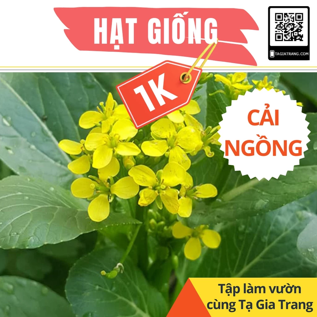 Deal 1K - 100 Hạt giống rau cải ngồng (cải ngọt bông) - Tập làm vườn cùng Tạ Gia Trang