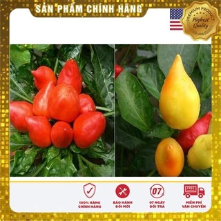 20 Hạt giống ớt bàn đào mix màu USA