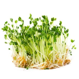 Gói 20g hạt giống mầm thảo dược Methi