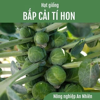 1g Hạt giống BẮP CẢI TÍ HON giàu dinh dưỡng, dễ trồng