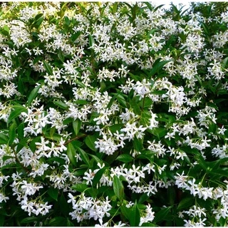 Hạt giống hoa nhài 1014 sao (Trachelospermum jasminoides) của Robsrareandgiantseeds UPC0764425785897 Không biến đổi gen