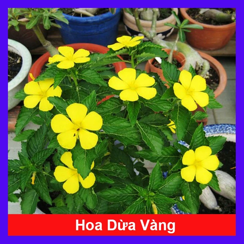 Cây đông hầu ( hoa dừa vàng ) - cây cảnh sân vườn