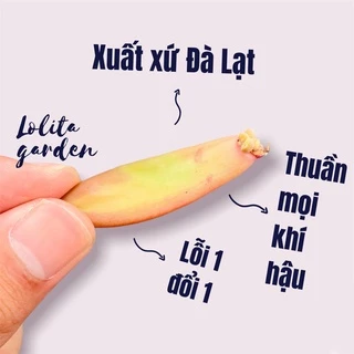 COMBO 5 LÁ MẦM SEN ĐÁ ĐÁ CAM, HÀNG ĐÀ LẠT, SIÊU XINH SIÊU KHỎE, LỖI 1 ĐỔI 1