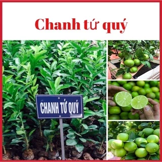 Cây chanh tư quý ra quả 4 mùa mùi thơm (ảnh thật hình cuối)