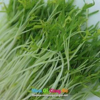 Hạt giống Rau muống mầm dinh dưỡng 50g (MV)