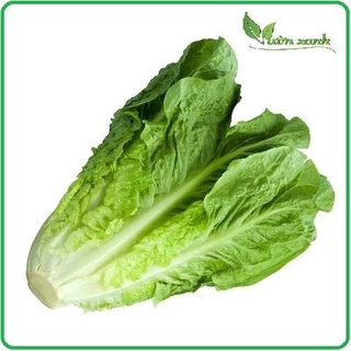 Hạt giống xà lách xanh Romaine gói 2gr