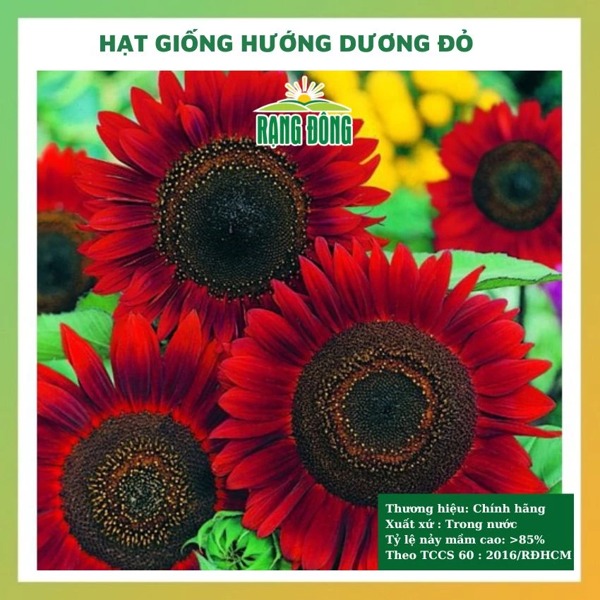 Hạt giống hoa hướng dương đỏ đẹp dễ trồng chăm sóc tỉ lệ nảy mầm cao 10 hạt RADO 0860