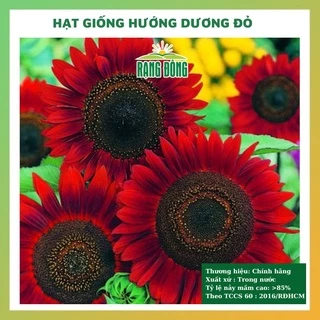 Hạt giống hoa hướng dương đỏ đẹp dễ trồng chăm sóc tỉ lệ nảy mầm cao 10 hạt RADO 0860