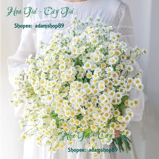 Hoa giả - Hoa cúc họa mi, cúc TaNa siêu đẹp, hoa nhí trang trí decor chụp ảnh