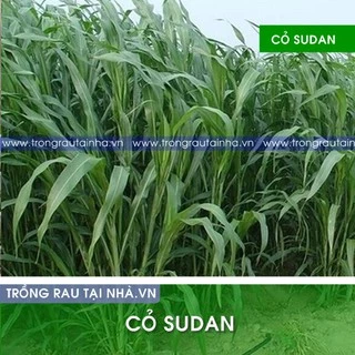 Hạt giống Cỏ SUDAN LAI, cỏ voi, cỏ chăn nuôi, gói 100g