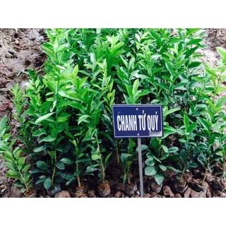 Cây Giống Chanh Tứ Qúy (Bốn Mùa) Cao 60-80cm