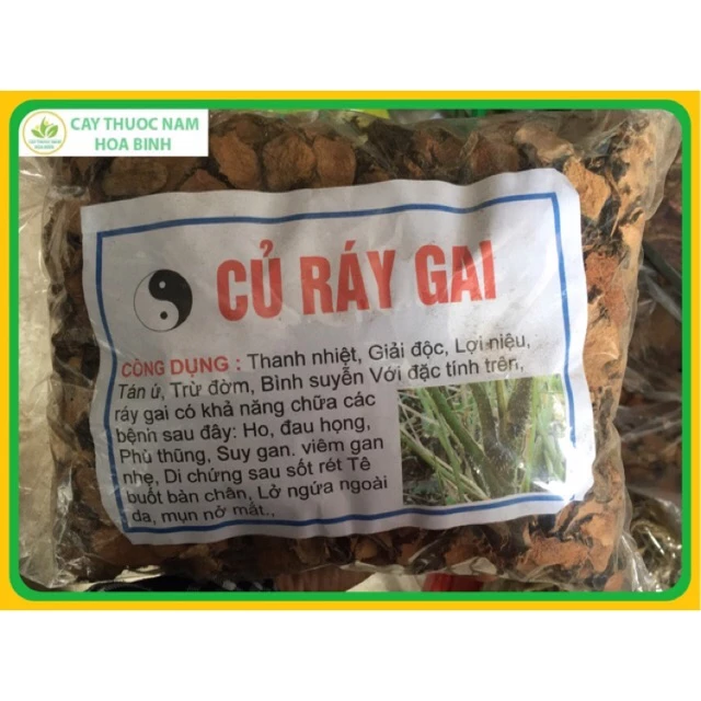 1KG CỦ RÁY GAI HÒA BÌNH (MÓP GAI, MƯỚP GAI, SÂM NƯỚC)