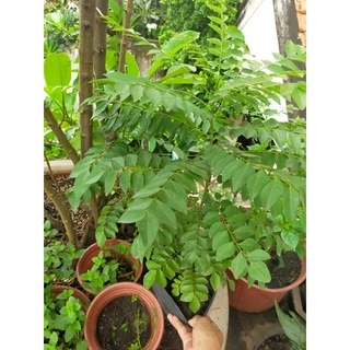 Cây cà ri - cari- lá cà ri cao từ 10-50-150cm (curry) Murraya koenigii - curry leaves - curry plant