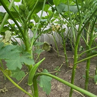 ( Giá 1k ) 40 hạt đậu bắp xanh cao sản dành cho người mới tập trồng  khuyen mai