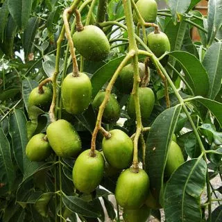 Cây cóc thái- Hoa kiểng Nguyễn Lộc- Cây giống chất lượng cao