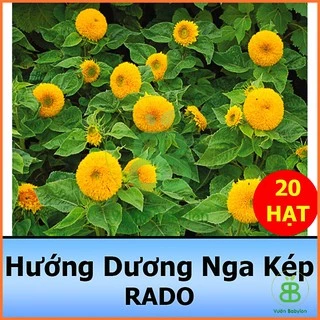 Hạt giống Hoa Hướng Dương Lùn Kép 1G