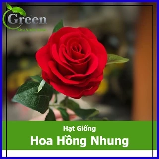 Hạt Giống Hoa Hồng Nhung