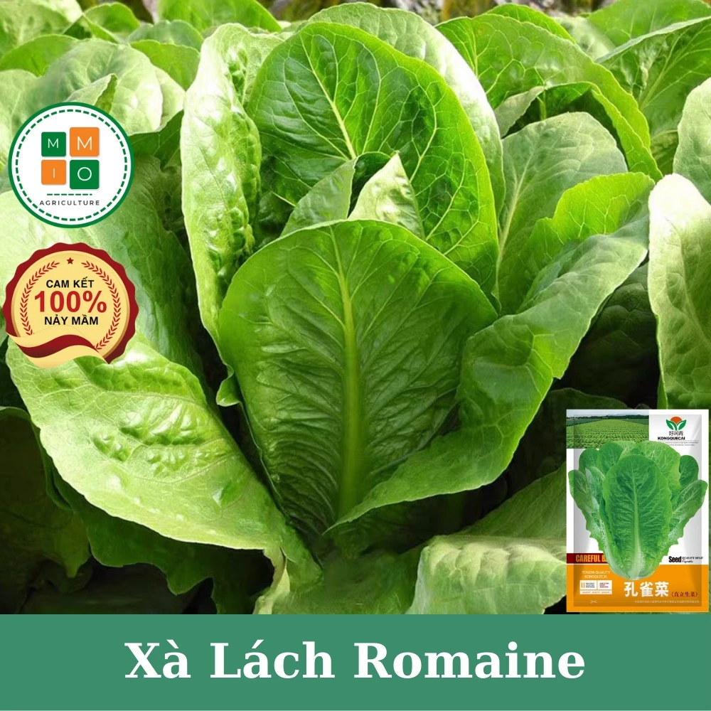 Hạt giống xà lách Romaine chịu nhiệt, giòn ngọt