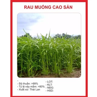 Hạt Giống Rau Muống Cao Sản 50gr