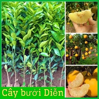 Cây bưởi Diễn rất sai quả vị ngọt thanh (ảnh thật hình cuối)