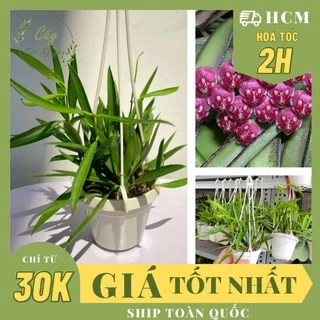 CÂY CẨM CÙ TRÚC MÂY Size MINI ,(cao 10cm), Hoa giống, dễ trồng GIÁ RẺ, nở quanh năm, Cây Tươi Nguyên CTN0950