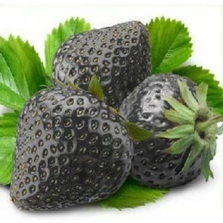 Hạt Giống Dâu Tây Đen Qủa To Chịu Nhiệt (100 Hạt) - Ngọt, Giàu Vitamin, Năng Suất Cao - MUA 3 TẶNG 1 CÙNG LOẠI