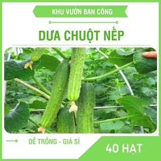 Hạt Giống Dưa Chuột Nếp Cao Sản Gói 1G 40 Hạt - Khu Vườn Ban Công