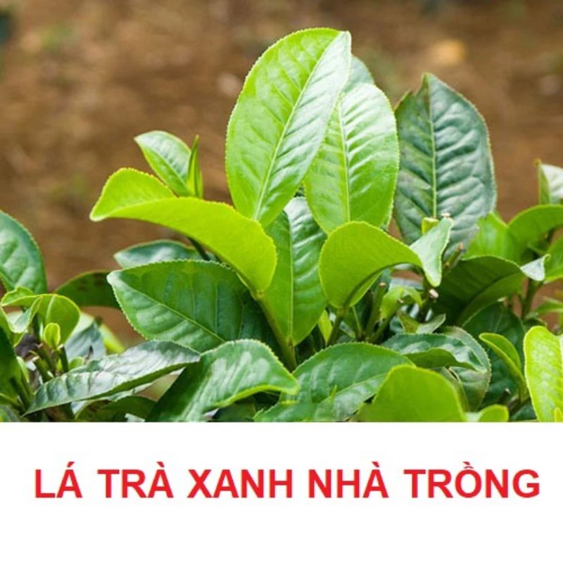 1kg Lá Trà xanh tươi và khô, Lá Chè Xanh tươi và khô, Siêu Sạch, Giúp Giảm Cân, Chống Lão Hoá, Tim mạch, Thanh Nhiệt