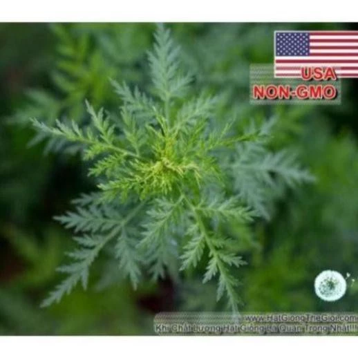 50h Hạt Giống Ngải Đắng Trị Ung Thư (Artemisia absinthium)