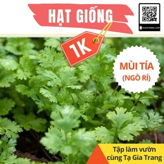 Deal 1K - 100 hạt giống rau mùi (ngò rí - mùi ta) - Tập làm vườn cùng Tạ Gia Trang
