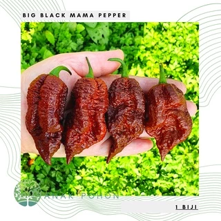 Hạt ớt Black Mama Primo 15h