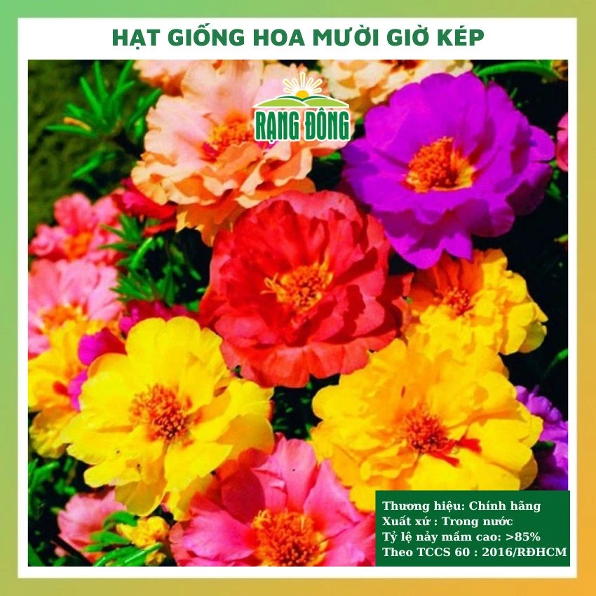 Hạt giống hoa mười giờ mix màu GÓI 500 HẠT đẹp dễ trồng, chăm sóc tỉ lệ nảy mầm cao