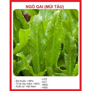 Hạt Giống Ngò Gai (Mùi tàu) 5gr