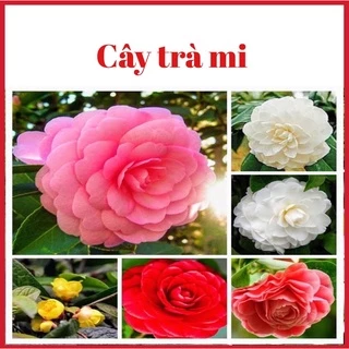 Cây hoa trà mi nhiều màu giao màu ngầu nhiên (ảnh thật hình cuối)