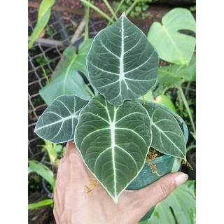 Alocasia Black Vevet (Môn nhung đen)