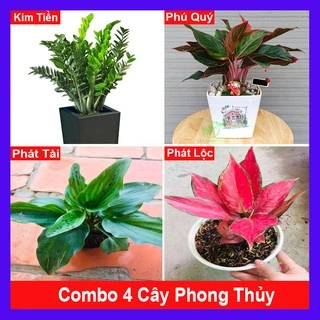 Combo 4 Cây Phong Thủy ( cây kim tiền + cây phú quý + cây phát tài hồ lô + cây hồng phát lộc )