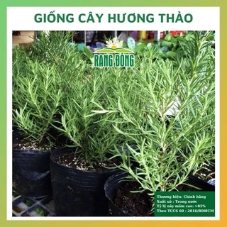 Hạt giống cây hương thảo trồng chậu rau củ quả chịu nhiệt 4 mùa tỉ lệ nảy mầm cao 0,03gr ROSEMARY