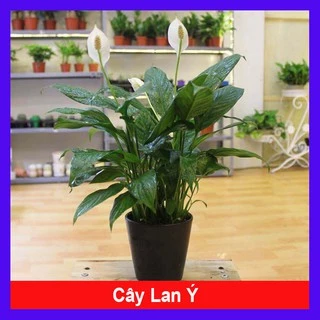 Cây lan ý - Cây cảnh mini - caykiengsadec