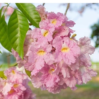 Hạt Giống Cây Hoa Kèn Hồng (Tabebuia rosea ) - Gói 10 hạt