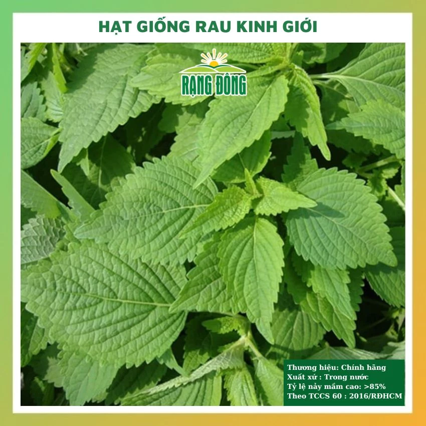 Hạt giống rau kinh giới - rau củ quả chịu nhiệt 4 mùa ngon giòn ngọt tỉ lệ nảy mầm cao 1gr RADO 11