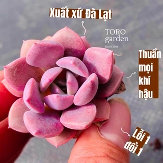 Sen đá hồng hoa Đà Lạt size mini cây cảnh trang trí nhà cửa Toro garden